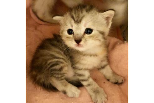 成約済の大阪府のスコティッシュフォールド-7176の3枚目